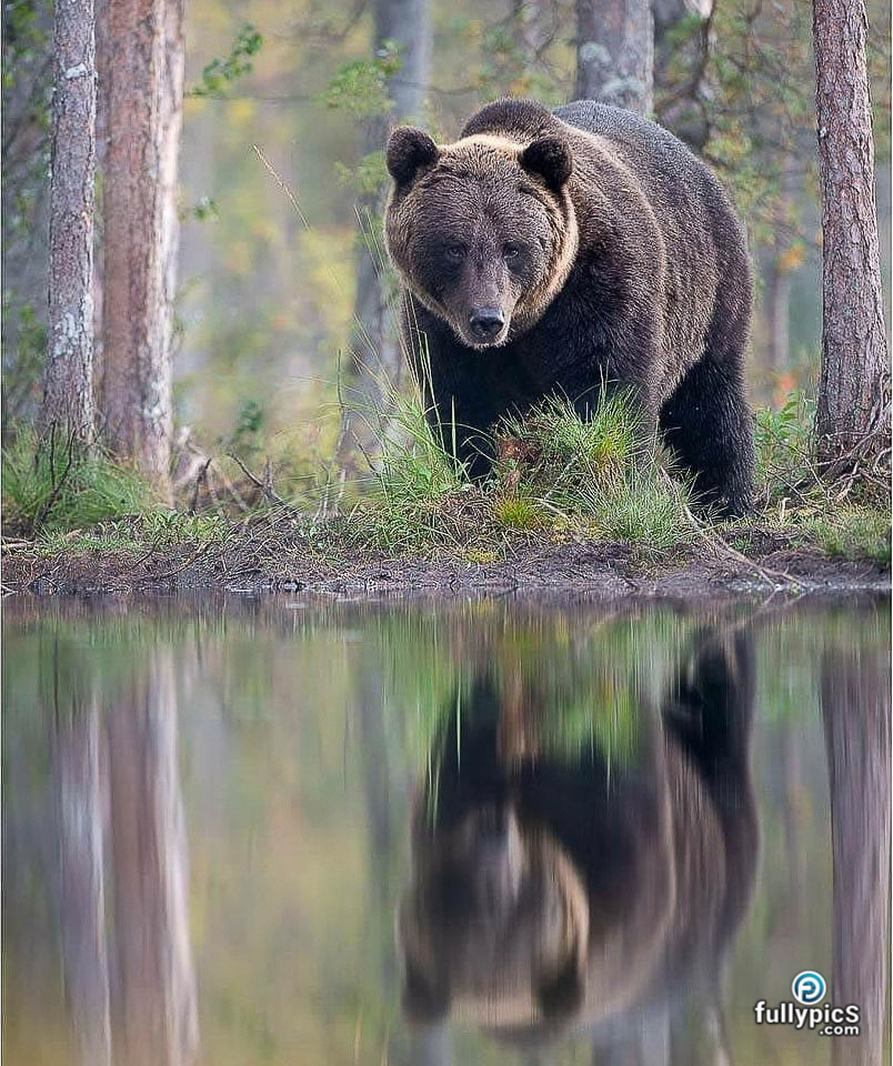 Bear HD Picture Gallery
