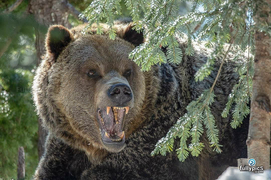 Bear HD Picture Gallery