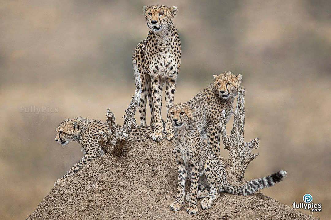 Cheetah HD Picture Gallery