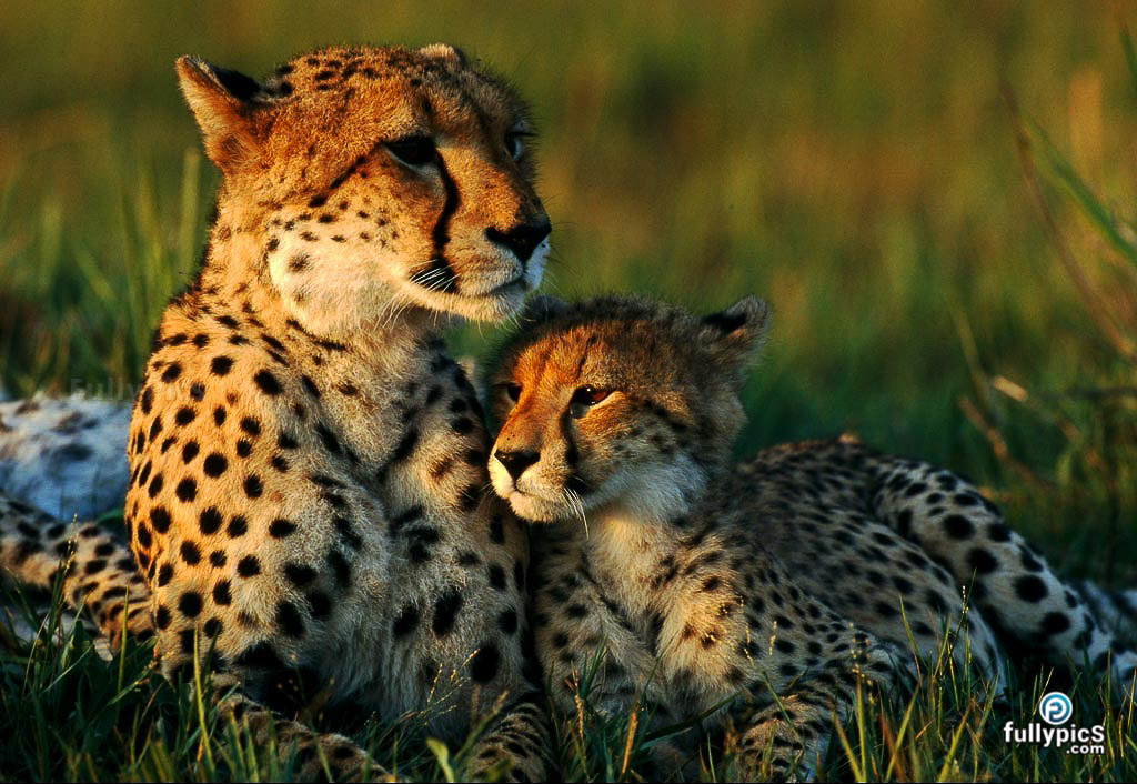 Cheetah HD Picture Gallery