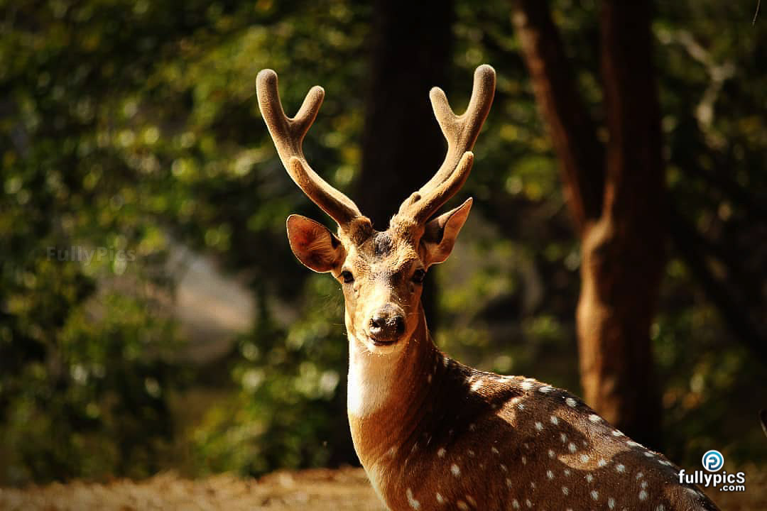 Deer HD Picture Gallery