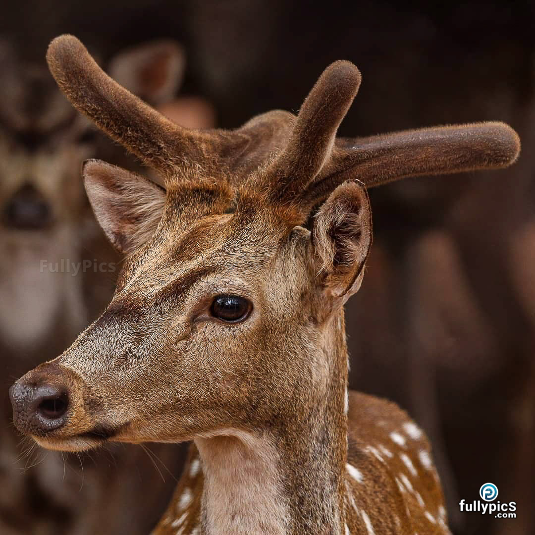 Deer HD Picture Gallery