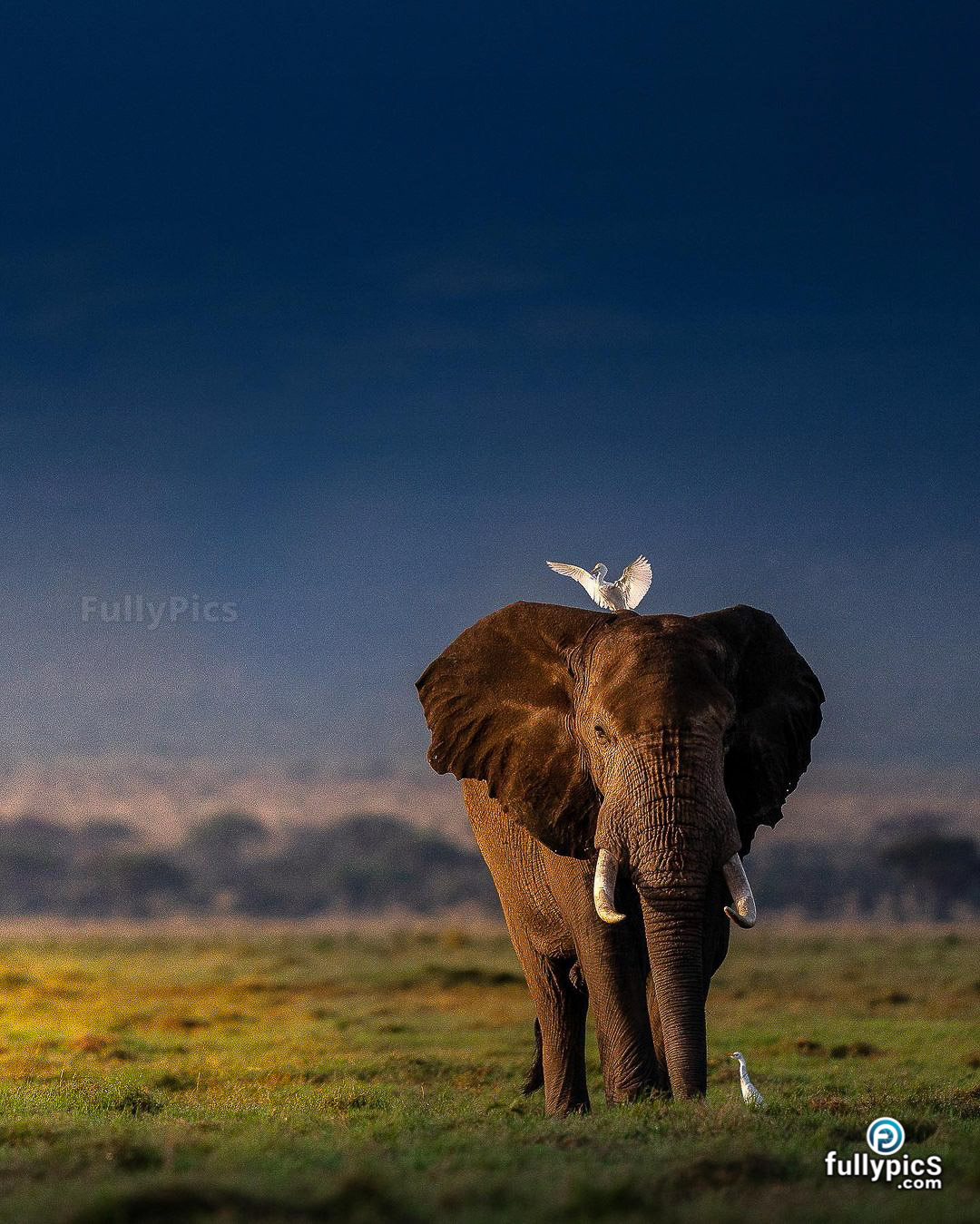 Elephant HD Picture Gallery