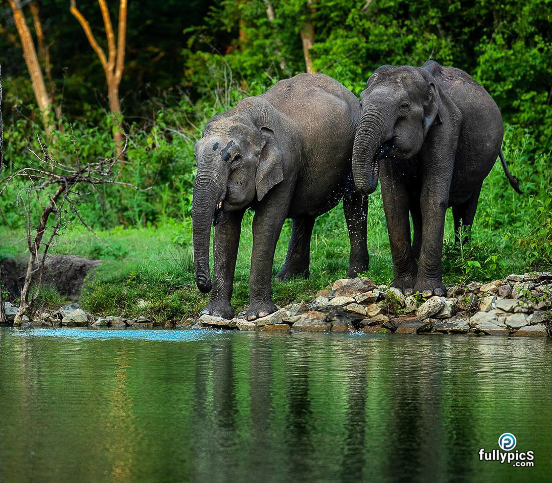 Elephant HD Picture Gallery