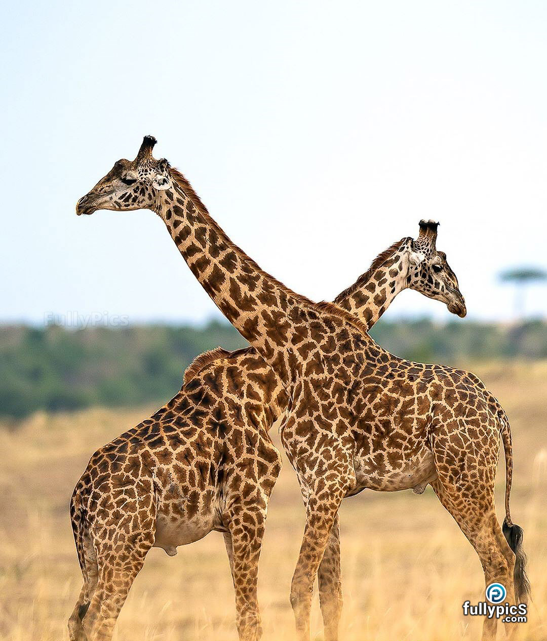 Giraffe HD Picture Gallery