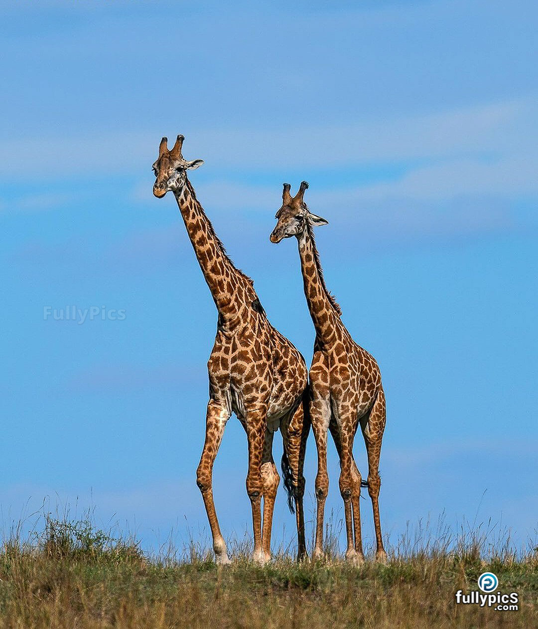 Giraffe HD Picture Gallery