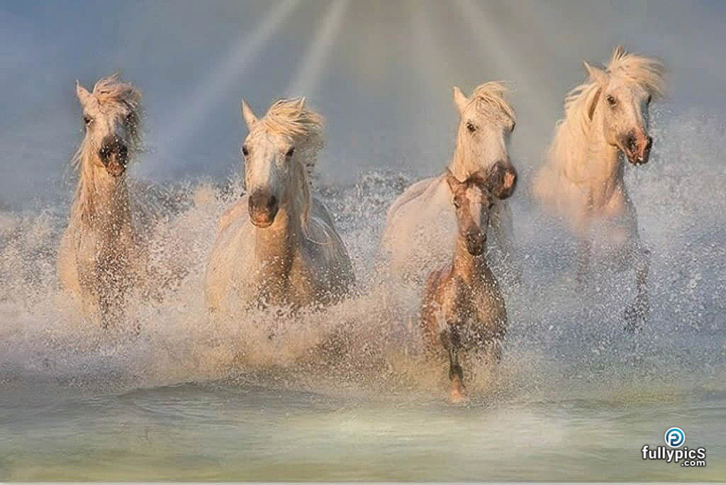 Horse HD Picture Gallery