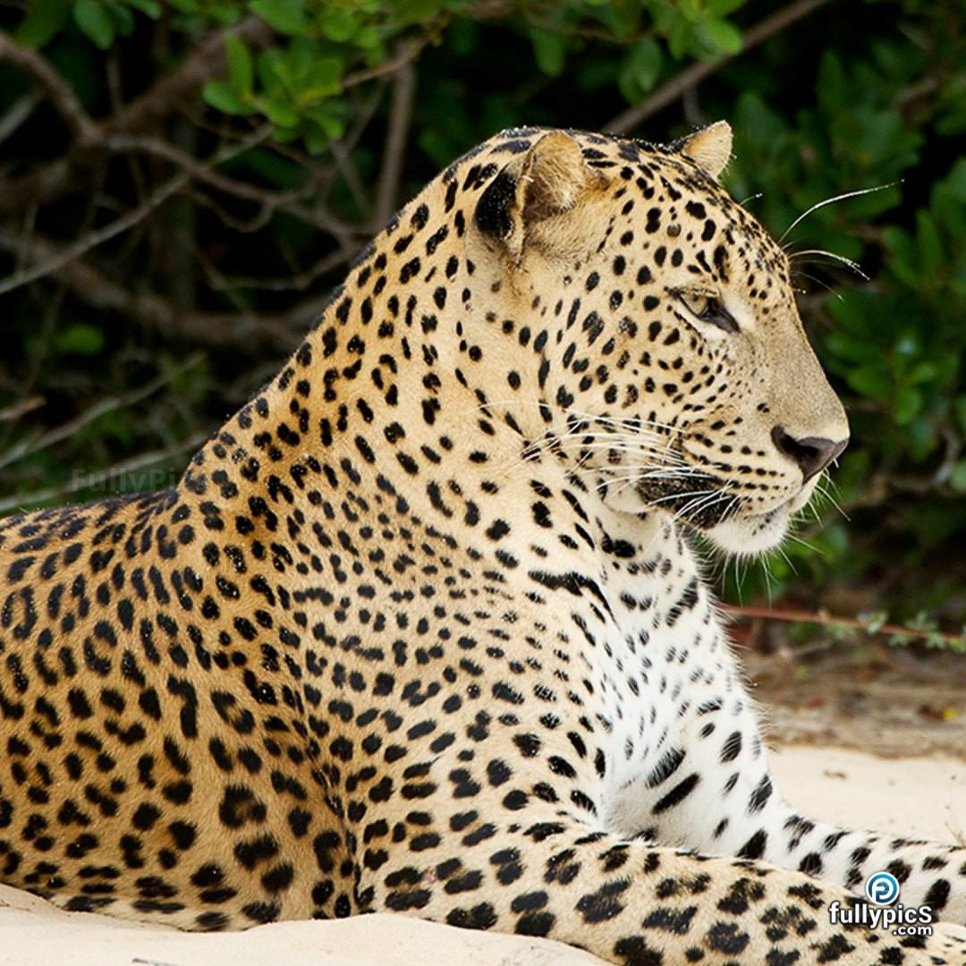 Leopard HD Picture Gallery