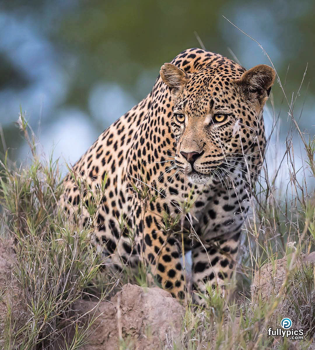 Leopard HD Picture Gallery