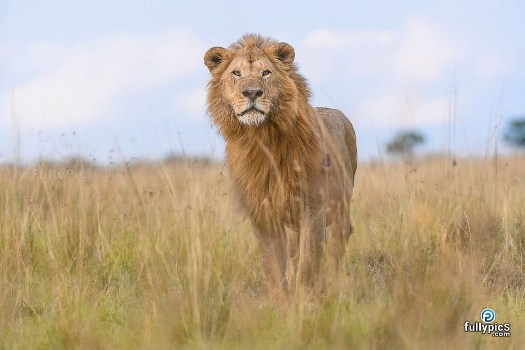 Lion HD Picture Gallery