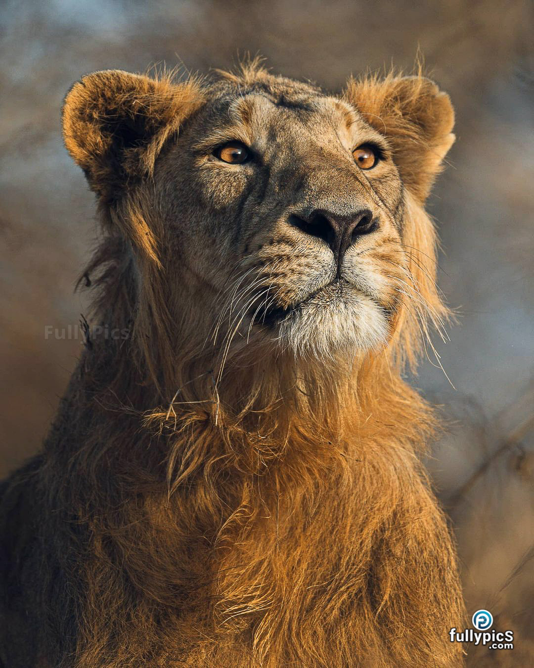 Lion HD Picture Gallery