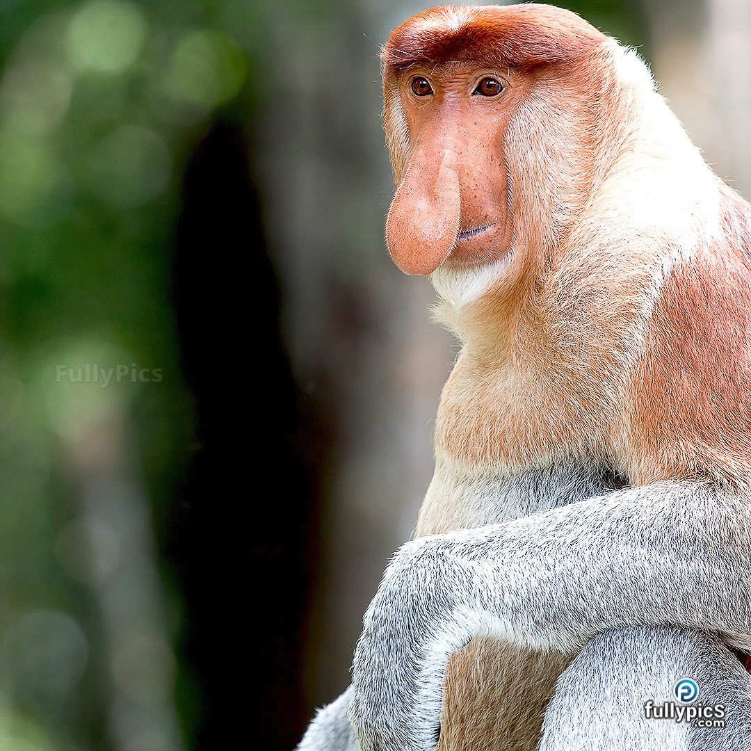 Monkey HD Picture Gallery