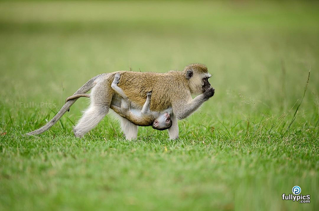 Monkey HD Picture Gallery