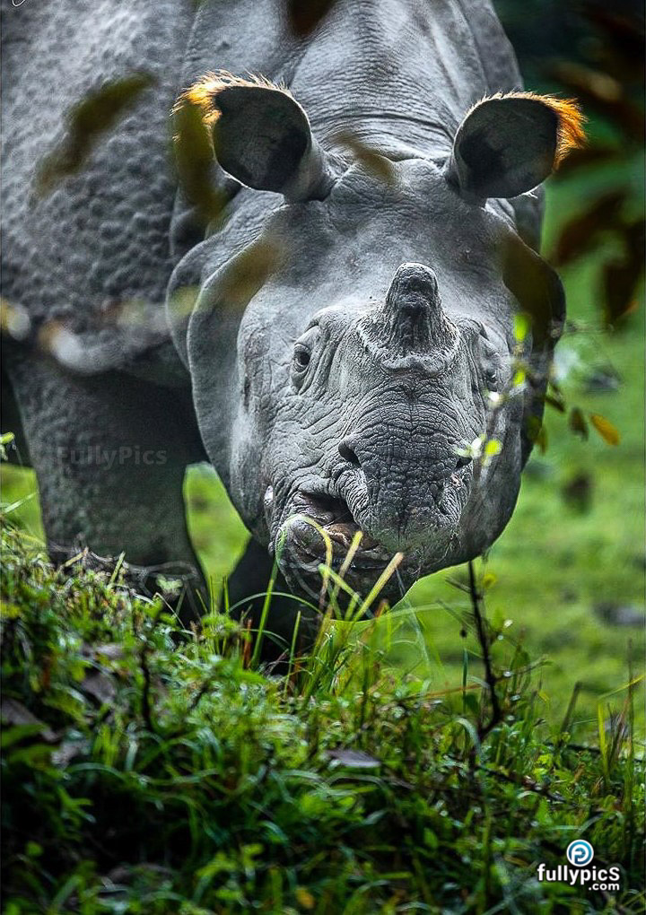 Rhinoceros HD Picture Gallery