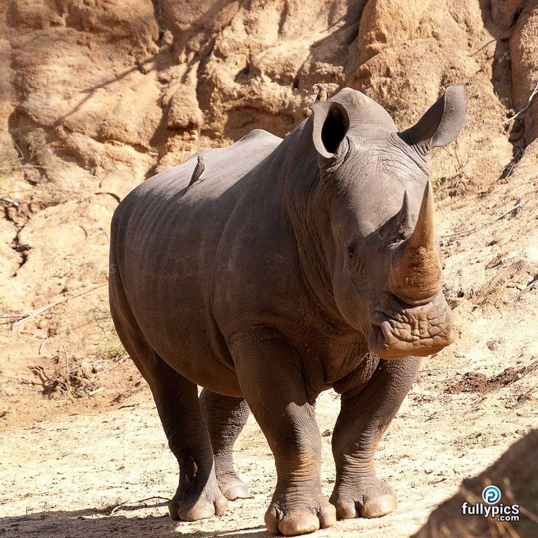 Rhinoceros HD Picture Gallery