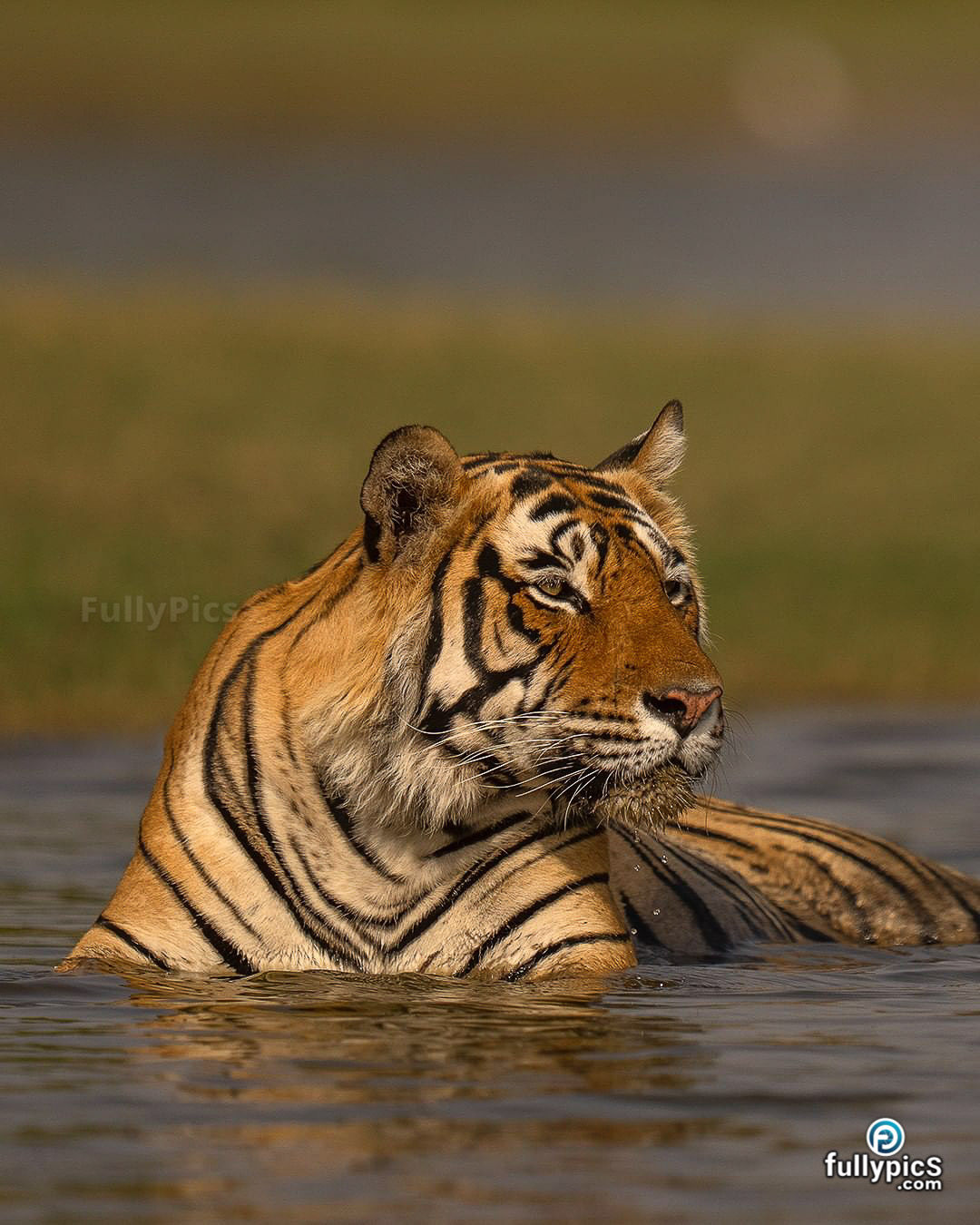 Tiger HD Picture Gallery