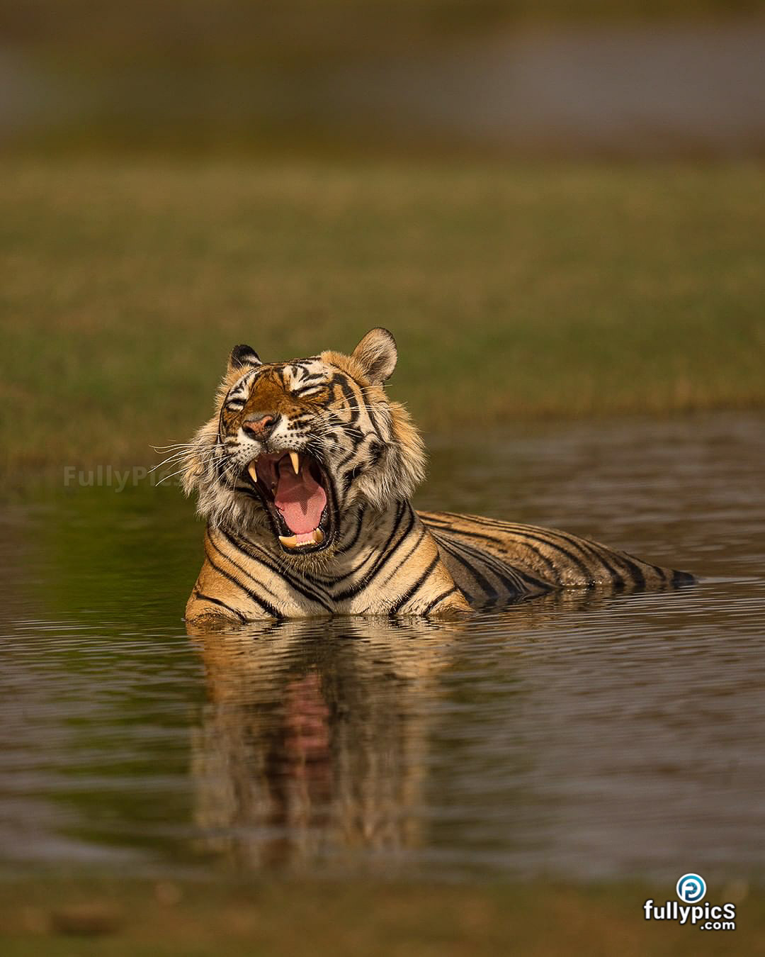 Tiger HD Picture Gallery