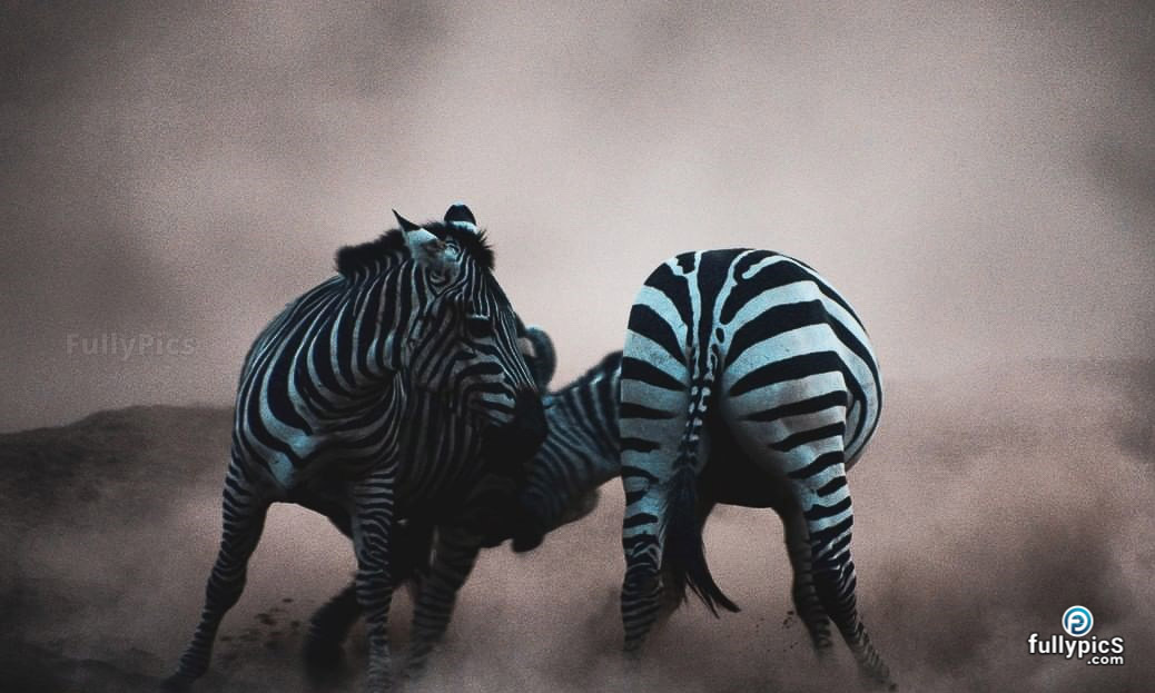Zebra HD Picture Gallery