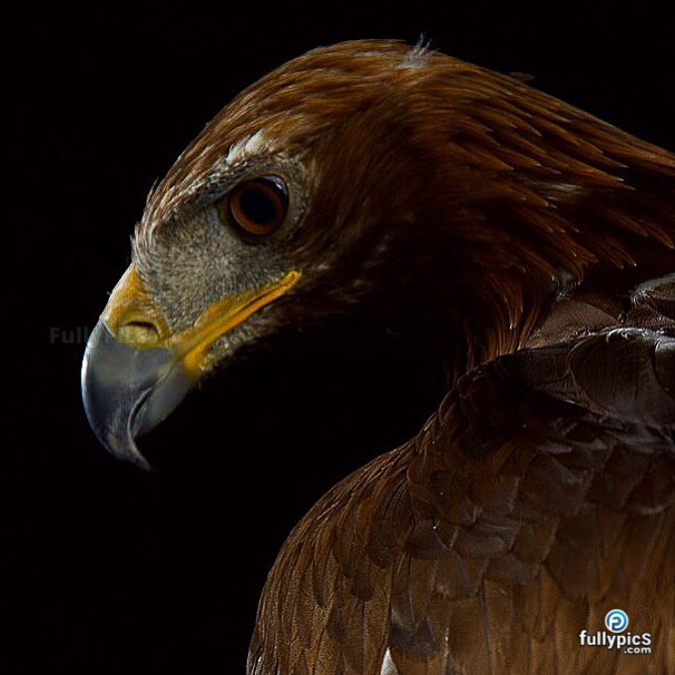 Eagle HD Picture Gallery