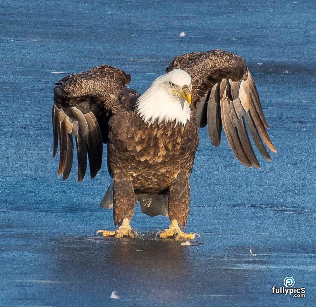 Eagle HD Picture Gallery