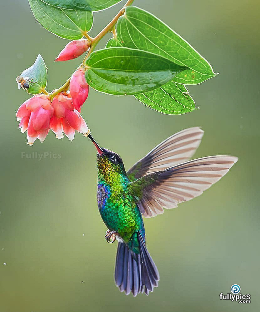 Hummingbird HD Picture Gallery