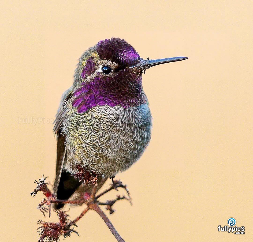 Hummingbird HD Picture Gallery