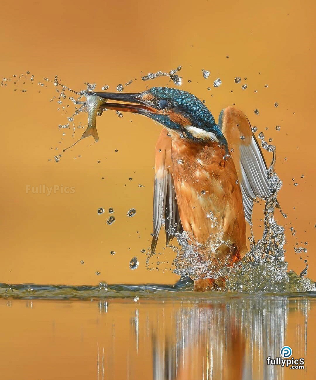 Kingfisher HD Picture Gallery