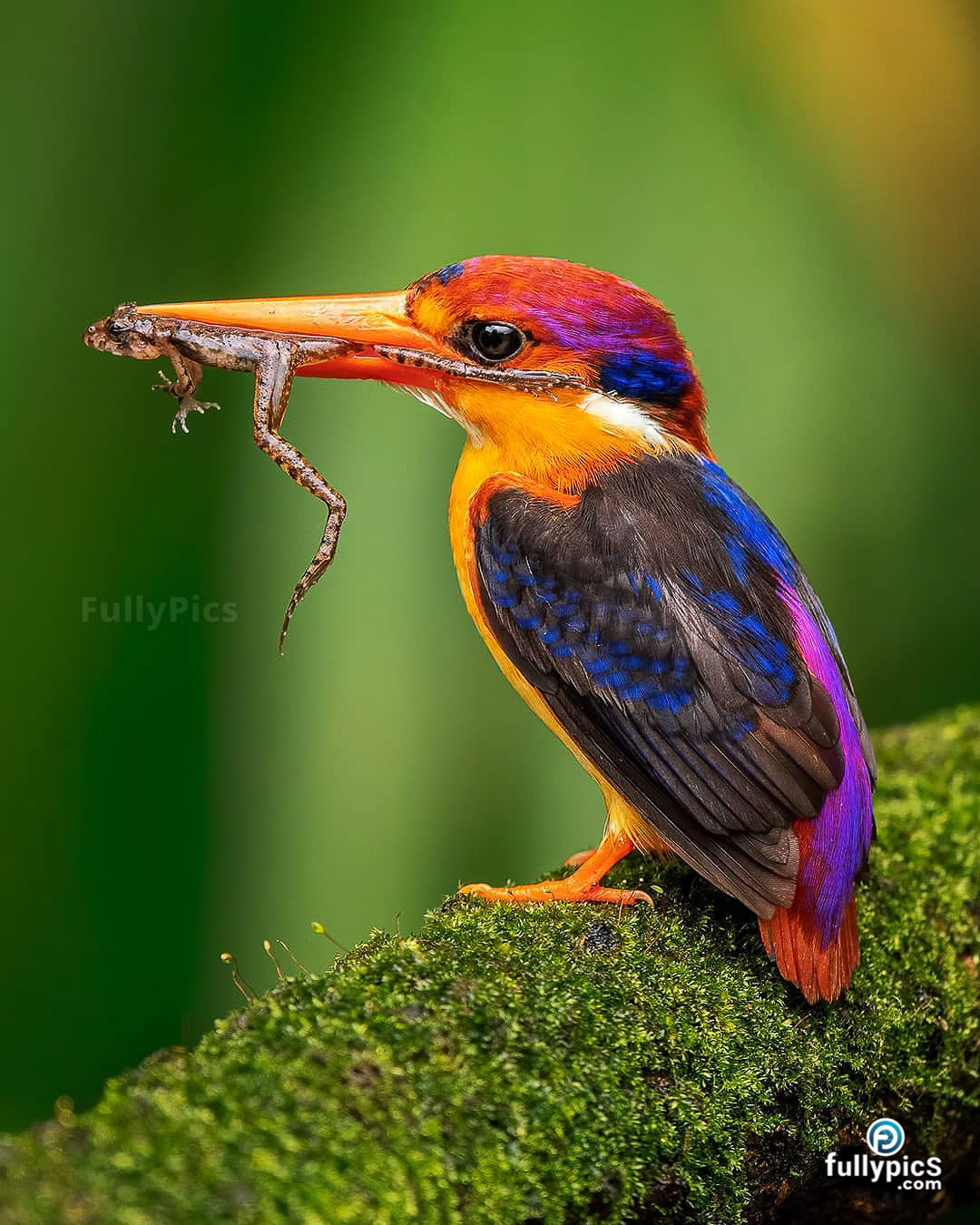 Kingfisher HD Picture Gallery