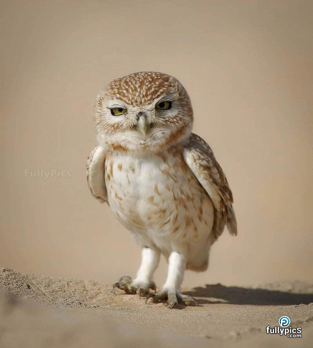 Owl HD Picture Gallery