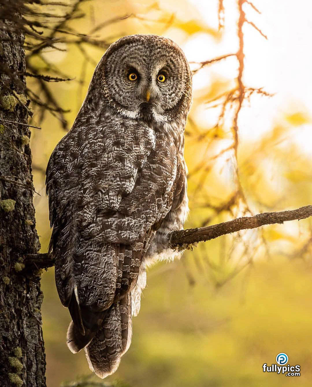Owl HD Picture Gallery