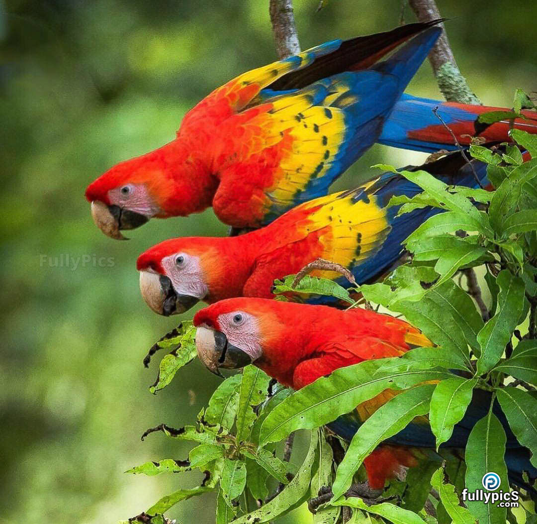 Parrot HD Picture Gallery
