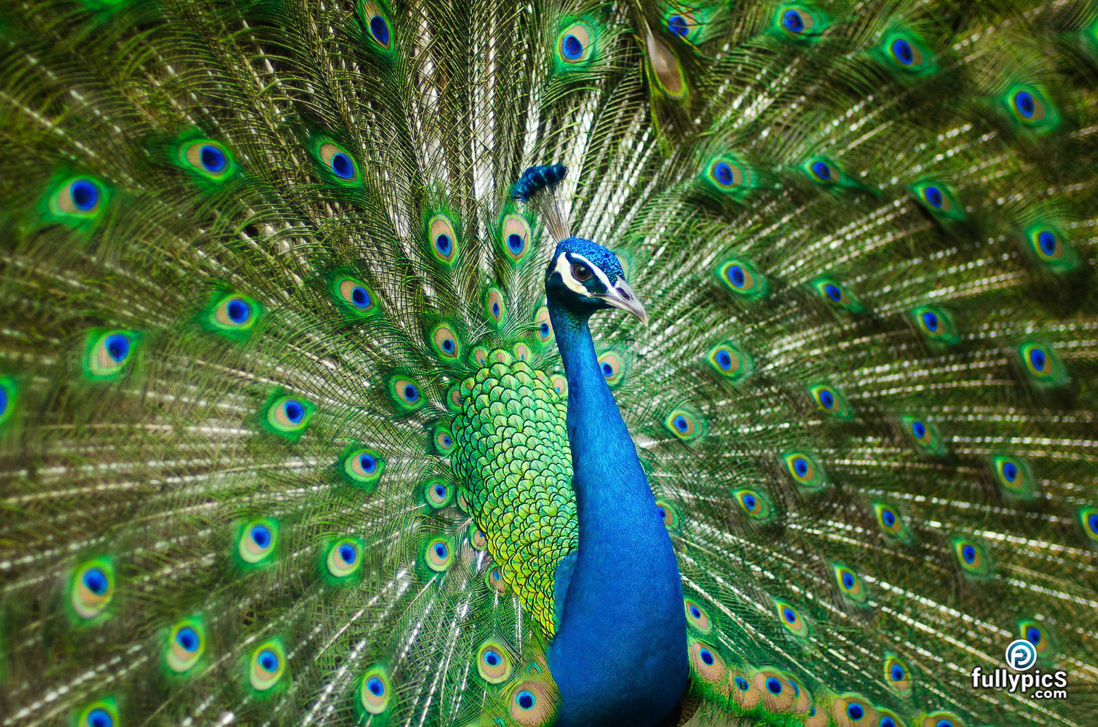 Peacock HD Picture Gallery