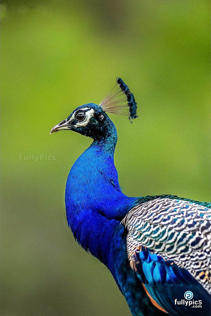 Peacock HD Picture Gallery