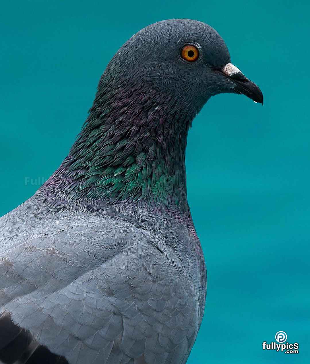 Pigeon HD Picture Gallery