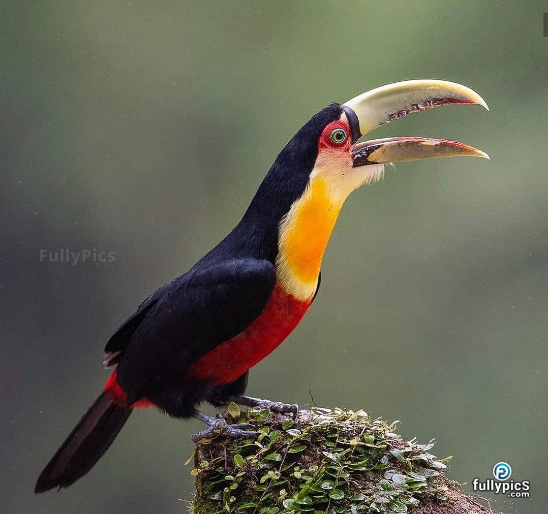 Toucan HD Picture Gallery