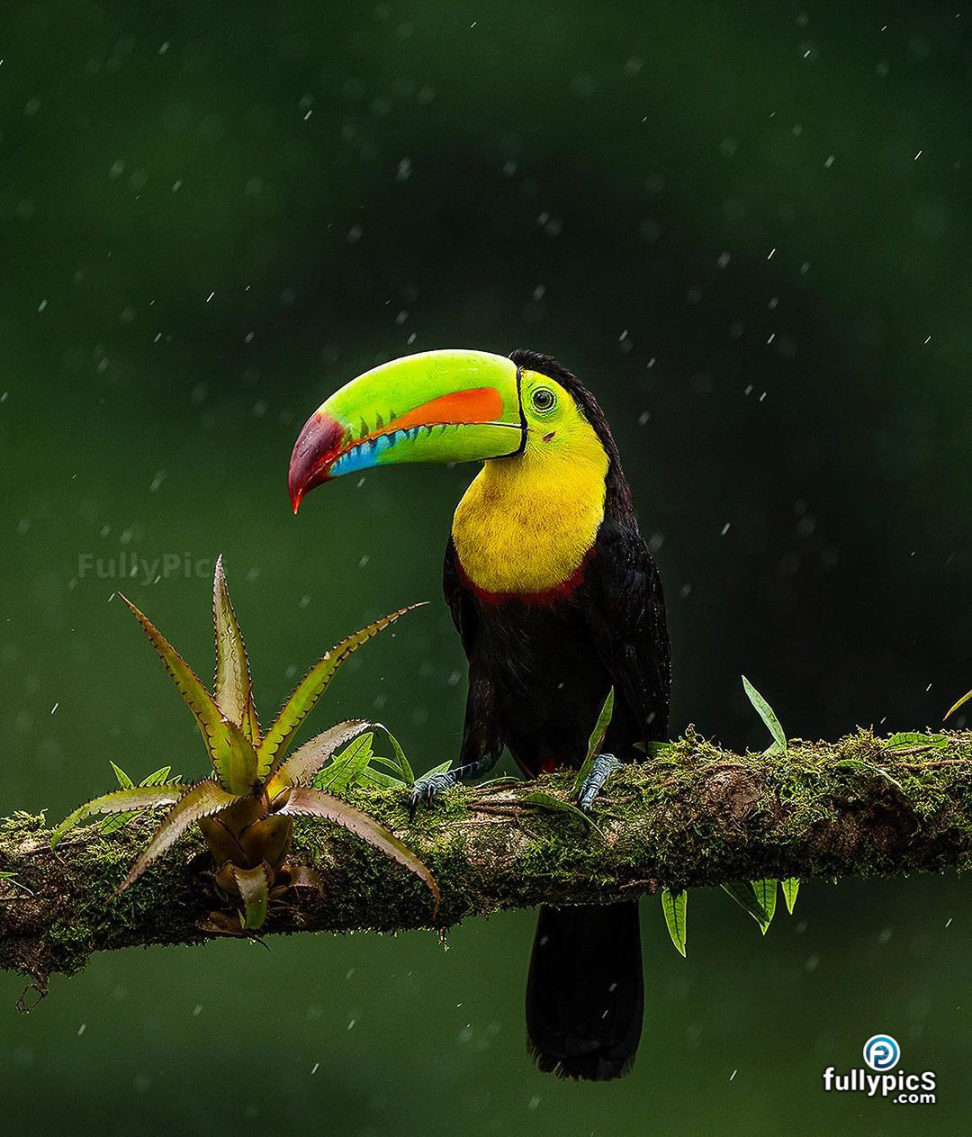 Toucan HD Picture Gallery