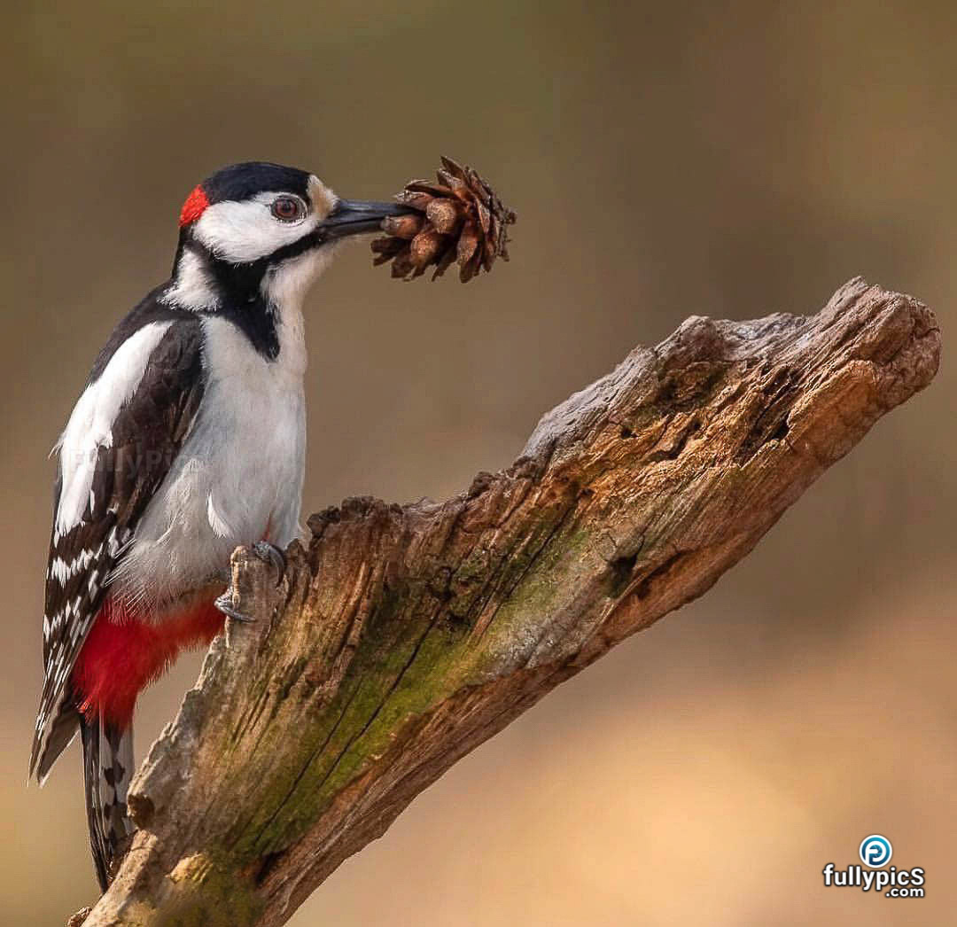 Wood Pecker HD Picture Gallery
