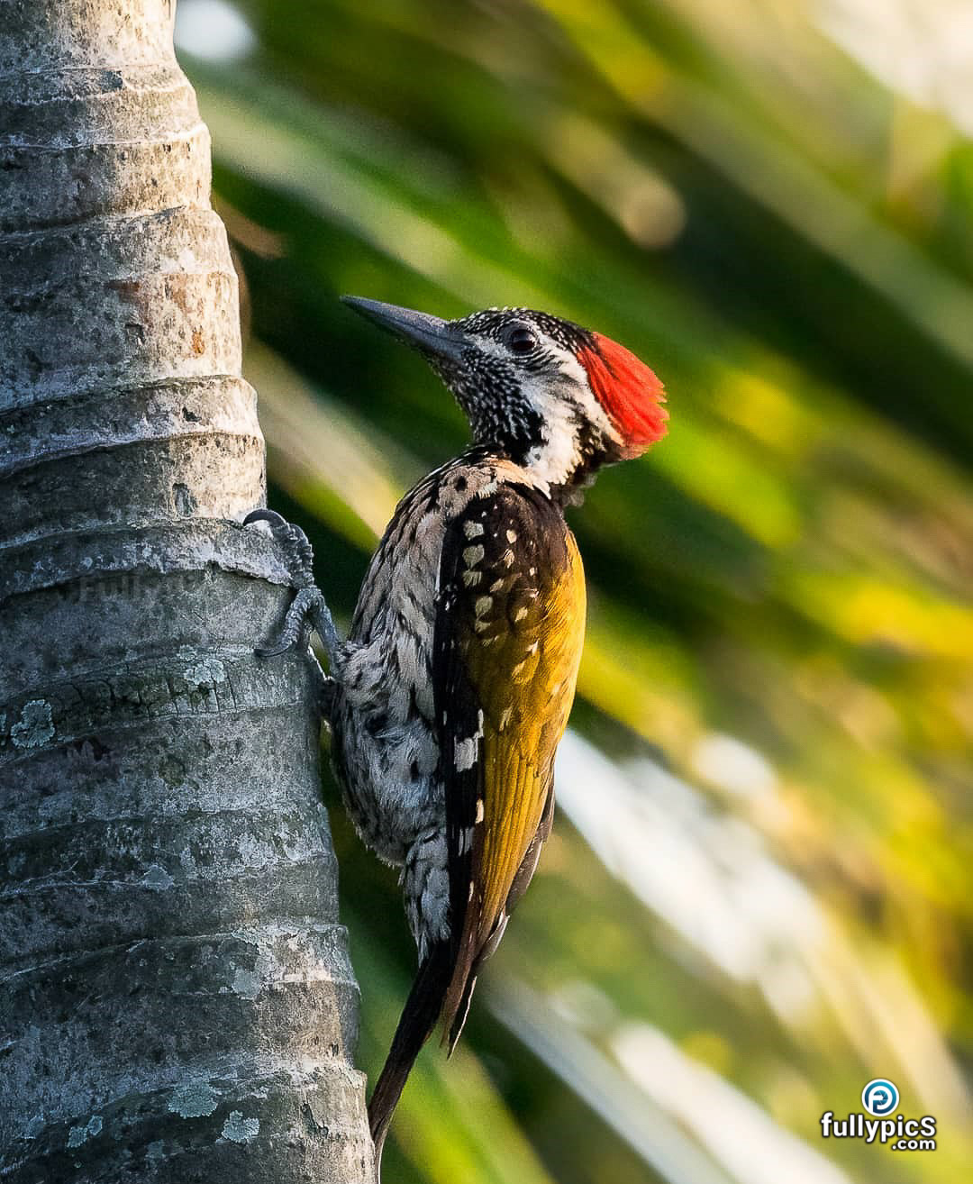 Wood Pecker HD Picture Gallery