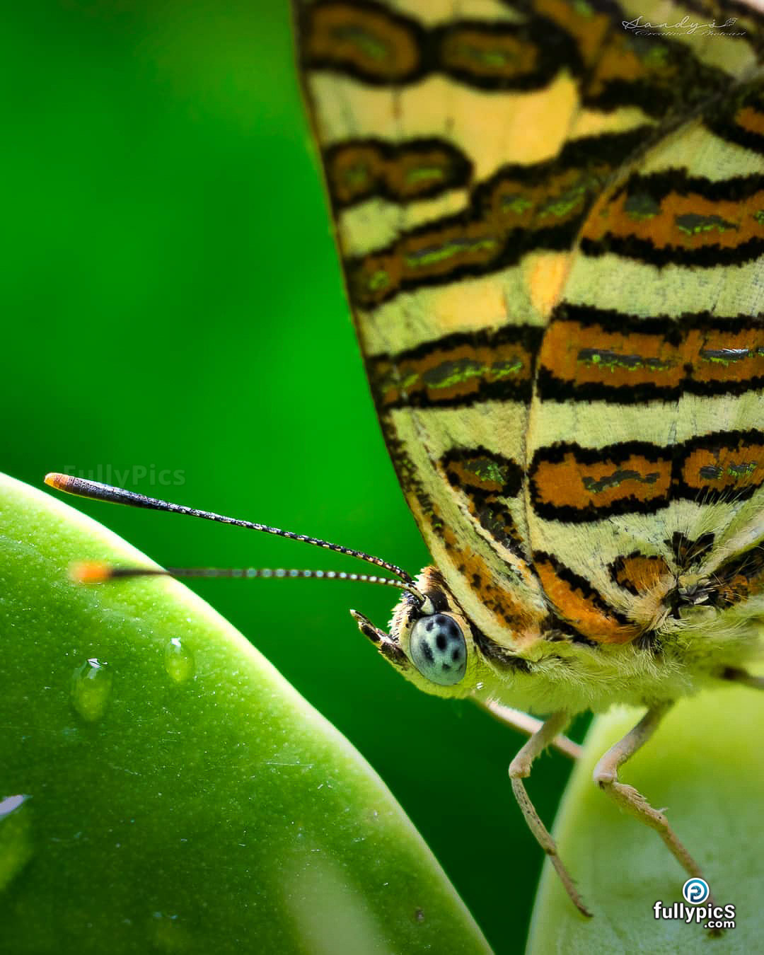 Butterfly Picture Gallery