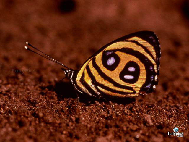 Butterfly Picture Gallery