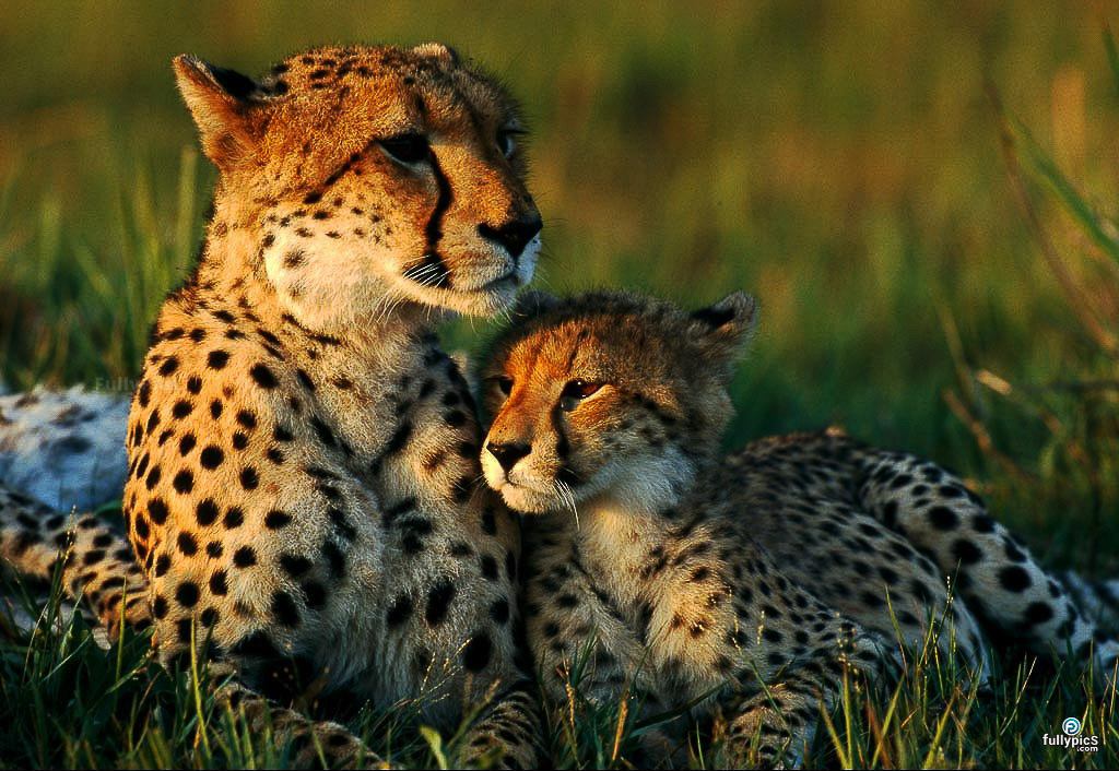 Animals HD Wallpapers Gallery