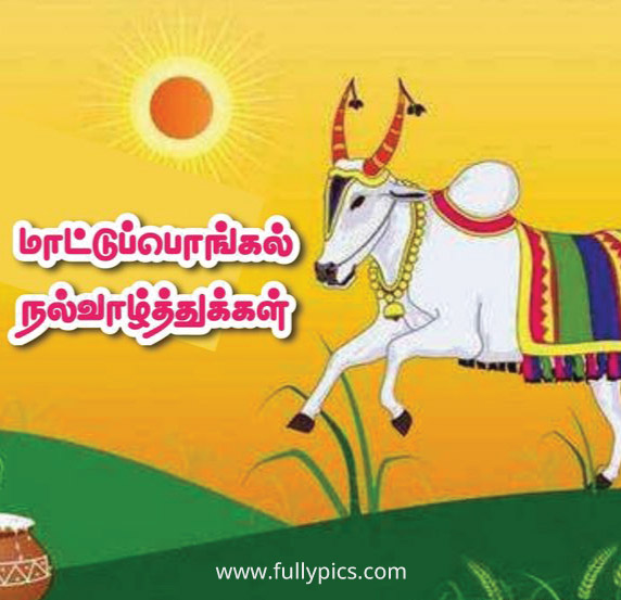 HD Pongal Wishes Gallery