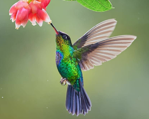 Hummingbird Pics